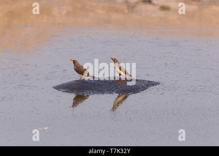Botswana, Savuti Nationalpark, gemeinsame Flusspferd oder Nilpferd (Hippopotamus amphibius), mit Red-billed oxpecker (Buphagus erythrorhynchus) Stockfoto