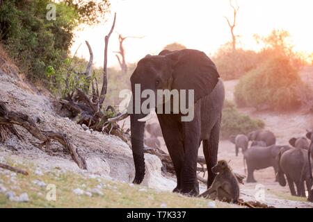 Botswana, Chobe Nationalpark Chobe River, afrikanischen Busch Elefanten oder afrikanischen Savanne Elefant (Loxodonta africana), in der Nähe des Chobe River Stockfoto