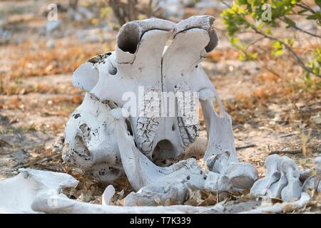 Botswana, Moremi National Park, afrikanischen Busch Elefanten oder afrikanischen Savanne Elefant (Loxodonta africana), das Skelett eines toten Elefanten Stockfoto