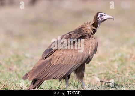 Botswana, Chobe Nationalpark Chobe River, Hooded Vulture (Necrosyrtes monachus)) Stockfoto