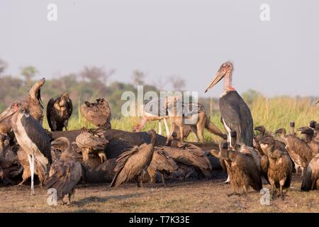 Botswana, Chobe Nationalpark Chobe River, afrikanischen Busch Elefanten oder afrikanischen Savanne Elefant (Loxodonta africana),, tot von Anthrax, von den Afrikanern Geier, Botswana, Central Kalahari Game Reserve, Weiß gegessen-backed Vulture (Tylose in AFRICANUS) und Marabu (Leptoptilos crumenifer) Stockfoto