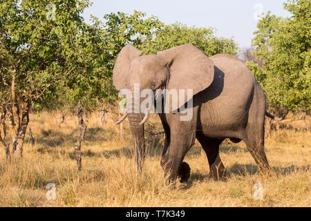 Botswana, Moremi National Park, afrikanischen Busch Elefanten oder afrikanischen Savanne Elefant (Loxodonta africana), Stockfoto