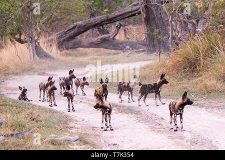 Botswana, Moremi Nationalpark, Afrikanischer Wildhund oder Afrikanische Jagd Hund oder Afrikanischen gemalten Hund (Lycaon pictus), Gruppe Stockfoto