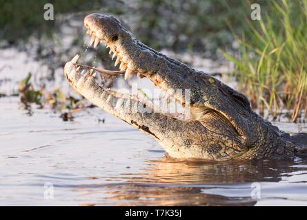 Botswana, Chobe Nationalpark Chobe River, Nilkrokodil (Crocodylus niloticus), ruhen Stockfoto