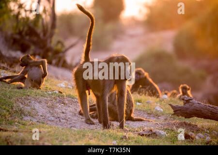 Botswana, Chobe Nationalpark Chobe River, Chacma Baboon (Papio ursinus), Stockfoto