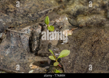 Blanchard's Cricket Frog (Acris blanchardi) von Chase County, Kansas, USA. Stockfoto