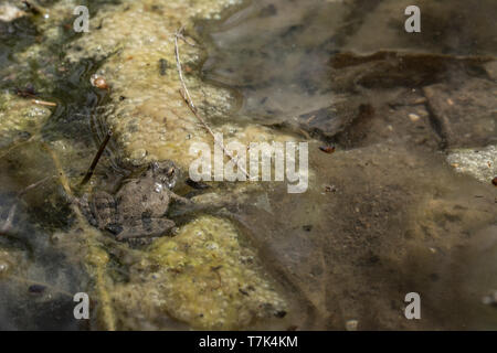 Blanchard's Cricket Frog (Acris blanchardi) von Chase County, Kansas, USA. Stockfoto