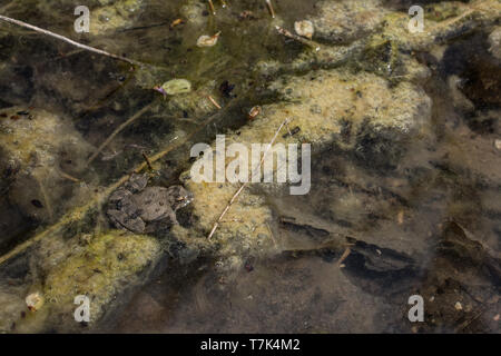 Blanchard's Cricket Frog (Acris blanchardi) von Chase County, Kansas, USA. Stockfoto