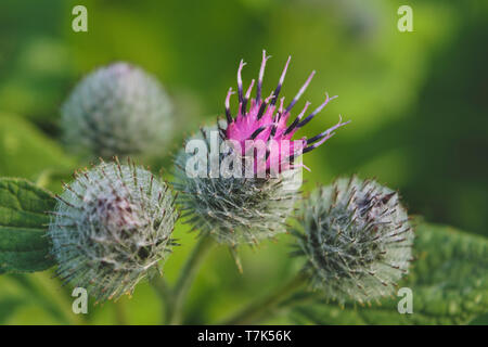 Die lila wooly Klette Blumen im Garten im Sommer auf einer unscharfen grüner Hintergrund Stockfoto