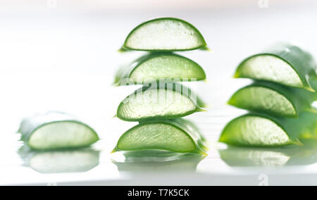 Frische Blätter der Aloe Vera auf den weißen Hintergrund: Querschnitt Stockfoto