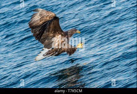 Nach Seeadler fischen. Blue Ocean Hintergrund. Wissenschaftlicher Name: Haliaeetus albicilla, auch bekannt als der Ausfuhrerstattungsnomenklatur, Erne, grau Adler, Eurasischen Meer Stockfoto