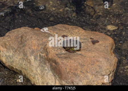 Western gemalte Schildkröte (Chrysemys picta belli) von Jefferson County, Colorado, USA. Stockfoto