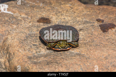 Western gemalte Schildkröte (Chrysemys picta belli) von Jefferson County, Colorado, USA. Stockfoto