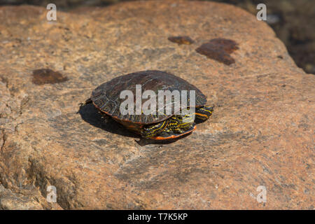 Western gemalte Schildkröte (Chrysemys picta belli) von Jefferson County, Colorado, USA. Stockfoto