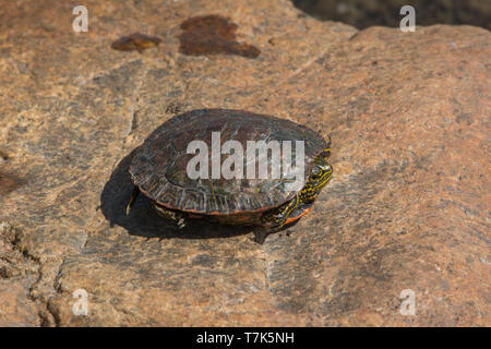 Western gemalte Schildkröte (Chrysemys picta belli) von Jefferson County, Colorado, USA. Stockfoto