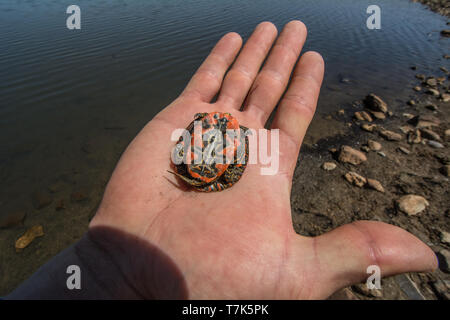 Ein jugendlicher Western gemalte Schildkröte (Chrysemys picta belli) von Jefferson County, Colorado, USA. Stockfoto