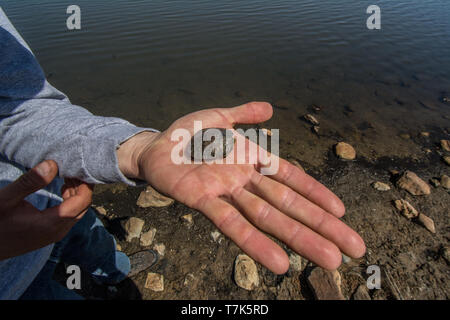 Ein jugendlicher Western gemalte Schildkröte (Chrysemys picta belli) von Jefferson County, Colorado, USA. Stockfoto