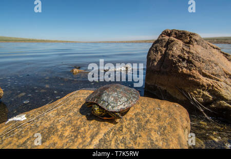 Western gemalte Schildkröte (Chrysemys picta belli) von Jefferson County, Colorado, USA. Stockfoto