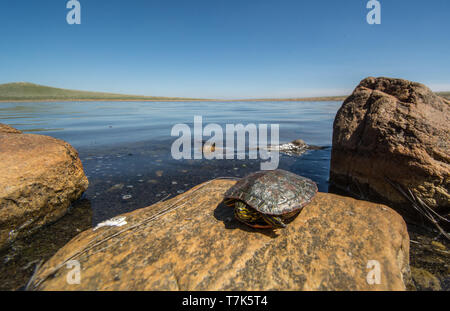 Western gemalte Schildkröte (Chrysemys picta belli) von Jefferson County, Colorado, USA. Stockfoto