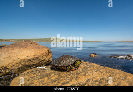 Western gemalte Schildkröte (Chrysemys picta belli) von Jefferson County, Colorado, USA. Stockfoto
