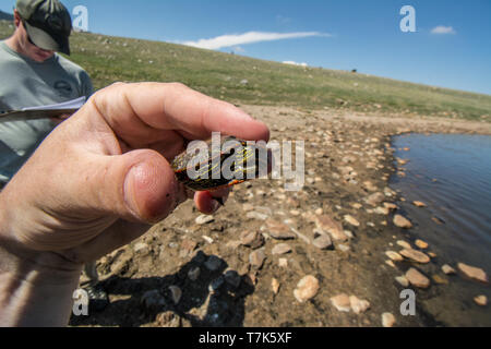 Ein jugendlicher Western gemalte Schildkröte (Chrysemys picta belli) von Jefferson County, Colorado, USA. Stockfoto