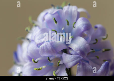 In der Nähe der Oberseite eines spanischen Bluebell Blume Stockfoto