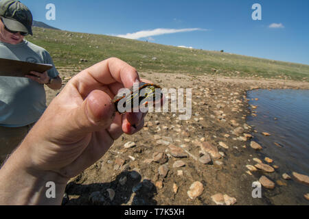 Ein jugendlicher Western gemalte Schildkröte (Chrysemys picta belli) von Jefferson County, Colorado, USA. Stockfoto