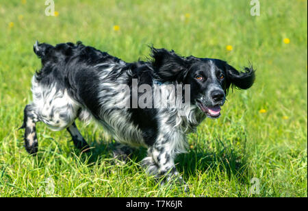 Russische Jagd Spaniel läuft, Scherzen auf dem grünen Gras Stockfoto