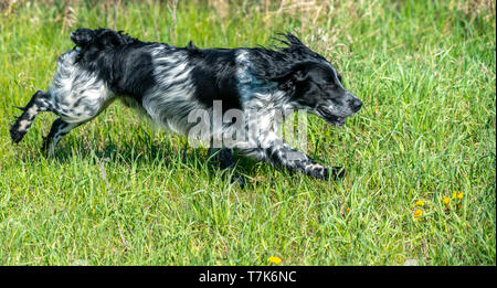 Russische Jagd Spaniel läuft, Scherzen auf dem grünen Gras Stockfoto