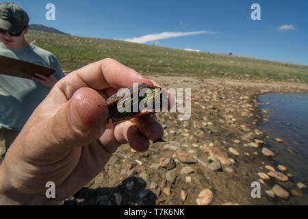 Ein jugendlicher Western gemalte Schildkröte (Chrysemys picta belli) von Jefferson County, Colorado, USA. Stockfoto