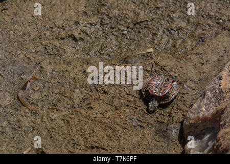 Eine ausgetrocknete juvenile westliche gemalte Schildkröte (Chrysemys picta belli) von Jefferson County, Colorado, USA. Stockfoto