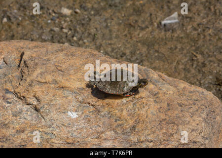 Eine ausgetrocknete juvenile westliche gemalte Schildkröte (Chrysemys picta belli) von Jefferson County, Colorado, USA. Stockfoto
