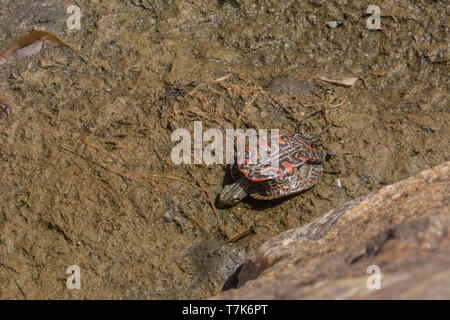 Eine ausgetrocknete juvenile westliche gemalte Schildkröte (Chrysemys picta belli) von Jefferson County, Colorado, USA. Stockfoto
