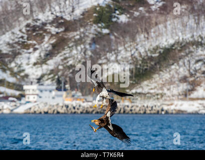 Adler im Kampf. Steller's Sea Eagle und White tailed Sea Eagle im Kampf um die Beute. Natürlicher Lebensraum. Winter Saison. Stockfoto