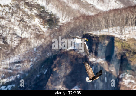 Steller's Sea Flying Eagle und White-tailed eagle. Die schneebedeckten Berge im Hintergrund. Wissenschaftlicher Name: Haliaeetus pelagicus. Natürlicher Lebensraum. Stockfoto