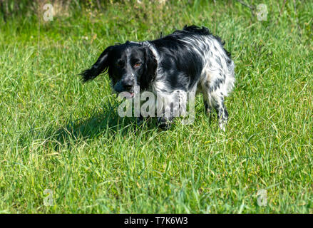 Russian Spaniel auf der Jagd, stand in einem Rack sensing Spiel Stockfoto