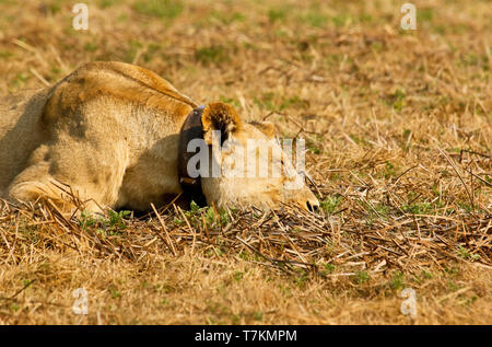 Löwin im Busanga Plains. Kafue National Park. Sambia Stockfoto