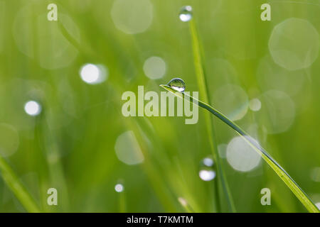 In der Nähe von tautropfen hängen von der Grashalme / Gras halms im Grünland/Wiese Stockfoto