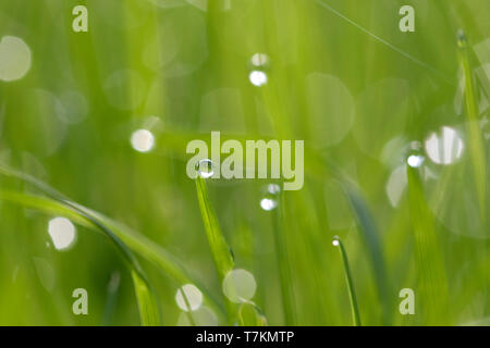 In der Nähe von tautropfen hängen von der Grashalme / Gras halms im Grünland/Wiese Stockfoto