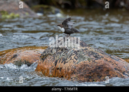 Wasseramsel/Europäischen Pendelarm (Cinclus cinclus cinclus) auf Rock im Stream, Schweden, Skandinavien Stockfoto