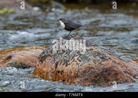 Wasseramsel/Europäischen Pendelarm (Cinclus cinclus cinclus) auf Rock im Stream, Schweden, Skandinavien Stockfoto