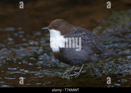 Wasseramsel/Europäischen Pendelarm (Cinclus cinclus Aquaticus) auf Rock im Stream gehockt Stockfoto