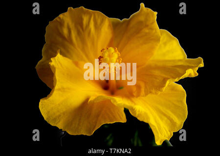 Foto eines gelb isoliert Hibiskus Blume auf dem schwarzen Hintergrund Stockfoto