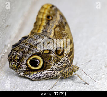 Owl butterfly (Caligo memnon) isoliert. Stockfoto