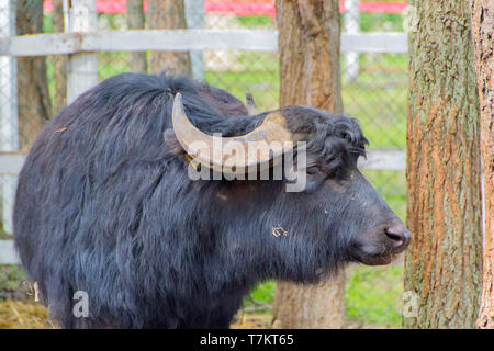 Black Bull, inländische Rinder in einer Hürde - Bild Stockfoto