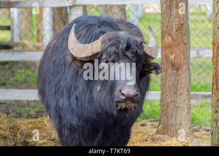 Black Bull, inländische Rinder in einer Hürde - Bild Stockfoto