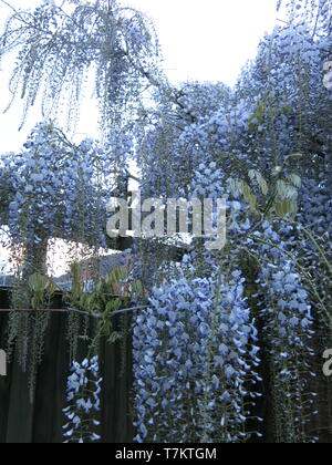 Fotografie in der Dämmerung eines Pale Blue Wisteria in voller Blüte mit langen Blütenständen von Cascading floral tresses; ein englischer Garten im Mai 2019 Stockfoto