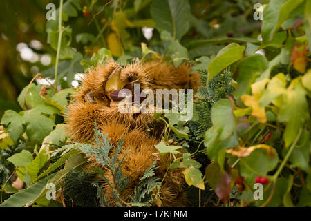 Nahaufnahme von Castanea sativa, oder Kastanie entwined mit Bryonia dioica. Stockfoto