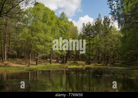 Einen einsamen Wald Teich an Mogshade Hill im New Forest, Hampshire, Großbritannien Stockfoto