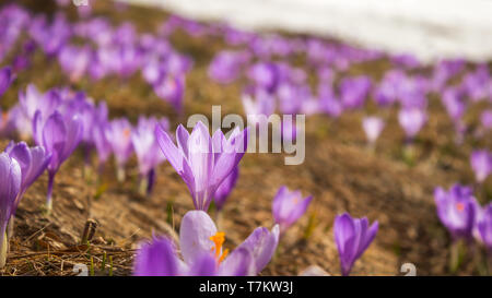 Niedrigen Winkel, selektiver Fokus der Schönen, Lila, hinterleuchtete Safran Blumen auf einem Berg Hochland und die verbleibenden Patch von Schnee im Hintergrund Stockfoto